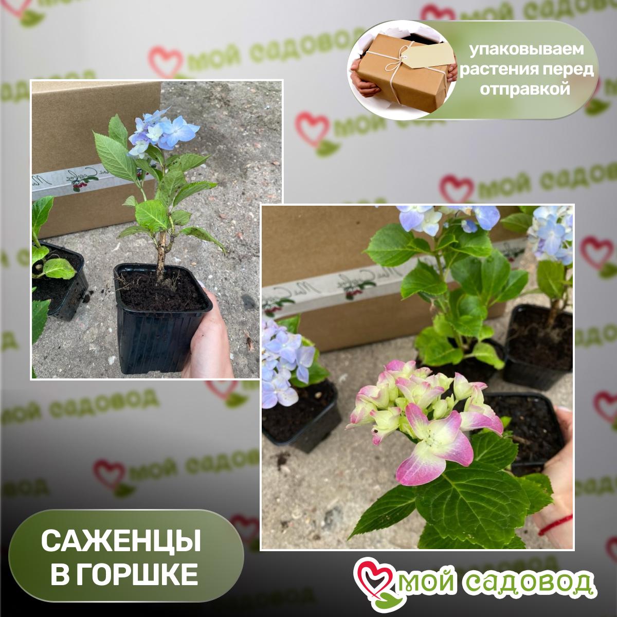 Гортензия крупнолистная Роткелхен ЗКС