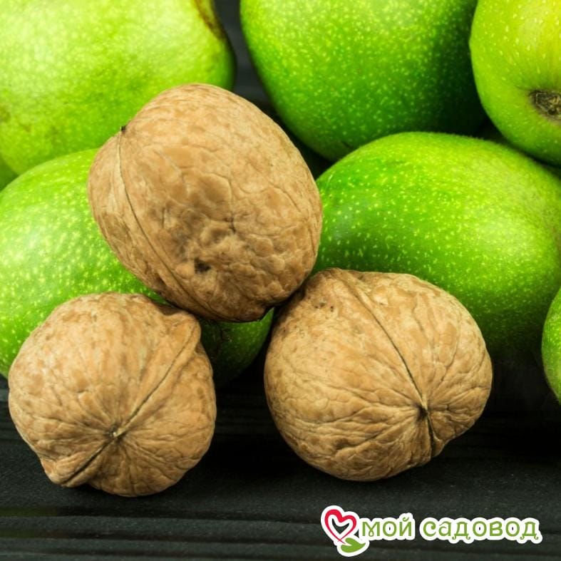 Орех Грецкий Астаховский