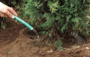 посадка туи