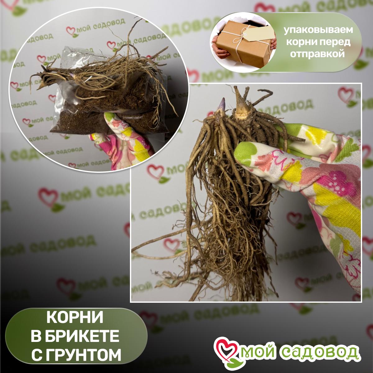 Хоста Киви Сперминт