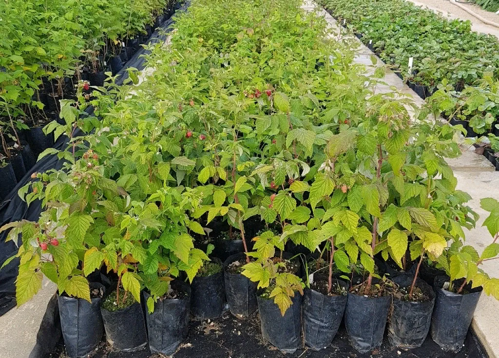 Малина Похвалинка